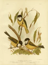 Siffleur à gorge blanche ou Siffleur doré, 1891